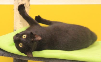 Tier der Woche 50/2017: Mira. Foto: Tierheim Beuern