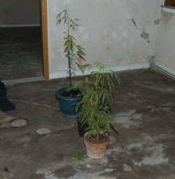 cannabispflanzen