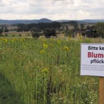 wildblumenwiese