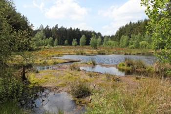 Der Burgwald, das größte zusammenhängende Waldgebiet in Hessen, ist Ziel der nächsten geführten Radtour des ADFC Schwalmstadt am Samstag, 28. Juli, die zusammen mit dem ADFC Stadtallendorf angeboten wird. Foto: Reinhold Tripp