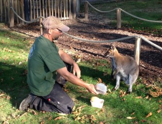 Tierpfleger Jörg Schüren und Känguru Pepe wieder zurück im Tierpark Sababurg. Foto: nh