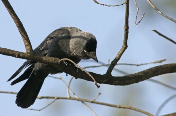 Dohlen sind weder Unglücksboten noch Pechvögel. Foto: Peter Schild