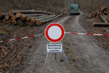 Holzernte ist aktuell nur auf unempfindlichen Böden möglich. Foto: Christian Mühlhausen/Hessenforst. hessenforst140114