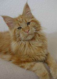 Foto: nh maine-coon140114