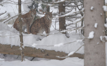 luchs140205a