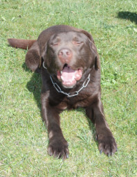 Der gestohlene Hund "Maddox". Foto: Polizeipräsidium Nordhessen/obs