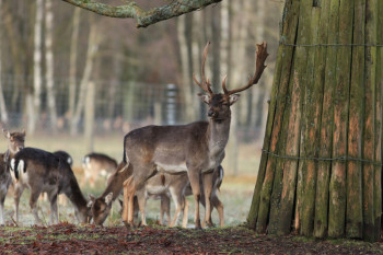 Der Wald erwacht im Tierpark Sababurg. Foto: nh