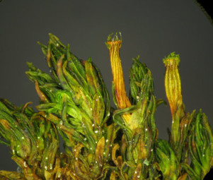 Rogers Kapuzenmoos (Orthotrichum rogeri) bevorzugt als Lebensraum Landschaften mit sauberer Luft und hohem Jahresniederschlag. Foto: Jan Eckstein kapuzemoos140901