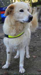 Happy hat ihre Goldakupunktur schon erfolgreich hinter sich gebracht und ist auf dem Weg der Besserung. Foto: nh tierheim-beuern141116b