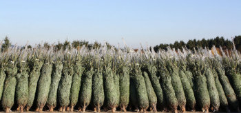Weihnachtsbaumverkauf startet am 12. Dezember. Foto: nh weihnachtsbaum141208