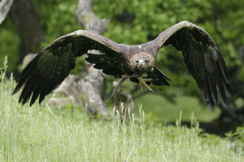 Die Adler fliegen wieder im Tierpark Sababurg. Foto: nh