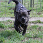 Tier der Woche 20/2015: Tyson. Foto: Tierheim Beuern