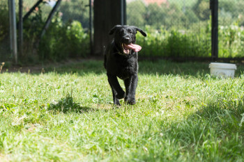 Tier der Woche 24/2015: Hanne. Foto: Tierheim Beuern