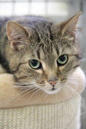 Tier der Woche 29/2015: Nicki. Foto: Tierheim Beuern Tier der Woche 29/2015: Nicki. Foto: Tierheim Beuern