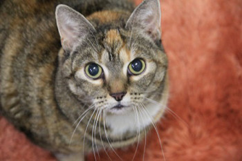 Tier der Woche 42/2015: Tini. Foto: Tierheim Beuern Tier der Woche 42/2015: Tini. Foto: Tierheim Beuern