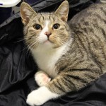 Tiere der Woche 50/2015: Valentino & Vincenzo. Foto: Tierheim Beuern Tiere der Woche 50/2015: Valentino & Vincenzo. Foto: Tierheim Beuern