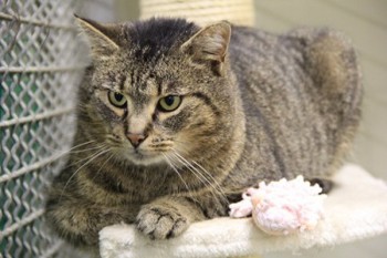 Tier der Woche 01/2016: Roxanne. Foto: Tierheim Beuern