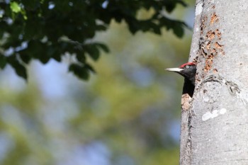 Musikant und Wohnungsbauer: Der Schwarzspecht lebt in naturnah gepflegten Wäldern. HessenForst stellt seine Höhlenbäume unter Schutz. Davon profitieren viele andere Arten. Foto: H.-J. Fünfstück, piclease