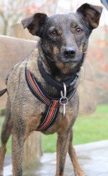 Tier der Woche 10/2016: Lizzy. Foto: Tierheim Beuern Tier der Woche 10/2016: Lizzy. Foto: Tierheim Beuern