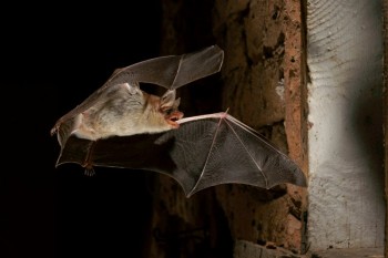 Das geheimnisvolle Leben der Fledermäuse erkunden. Foto: nh Das geheimnisvolle Leben der Fledermäuse erkunden. Foto: nh