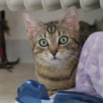 Tiere der Woche 21/2016: Ewa und Nele. Foto: Tierheim Beuern Tiere der Woche 21/2016: Ewa und Nele. Foto: Tierheim Beuern