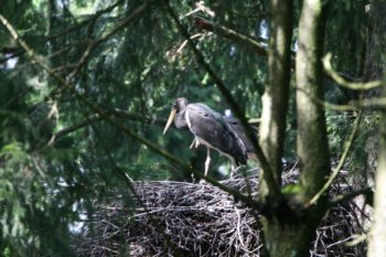 Tausende Kilometer fliegt der Schwarzstorch zurück nach Hessen, um hier im Wald seinen Nachwuchs groß zu ziehen. Foto: Hans-Joachim Fünfstück / Piclease, Quelle: HessenForst Tausende Kilometer fliegt der Schwarzstorch zurück nach Hessen, um hier im Wald seinen Nachwuchs groß zu ziehen. Foto: Hans-Joachim Fünfstück / Piclease, Quelle: HessenForst