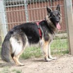 Tiere der Woche 25/2016: Lucy. Foto: Tierheim Beuern