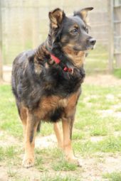 Tier der Woche 23/2016: Nelli. Foto: Tierheim Beuern Tier der Woche 23/2016: Nelli. Foto: Tierheim Beuern
