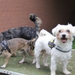 Tier der Woche 29/2016: Leo. Foto: Tierheim Beuern