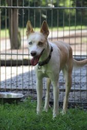 Tier der Woche 31/2016: Lady. Foto: Tierheim Beuern Tier der Woche 31/2016: Lady. Foto: Tierheim Beuern