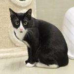 Tier der Woche 34/2016: Mojoe. Foto: Tierheim Beuern