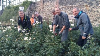 Die Lionjsfreunde bei der Rosenpflege. Foto: nh