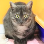 Tiere der Woche 51/2016: Chilly & Elmo. Foto: Tierheim Beuern