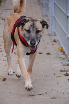 Tier der Woche 02/2017: Sam. Foto: Tierheim Beuern