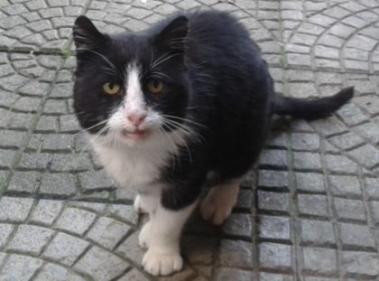 Dorfstreuner "Henry Maske" besucht seit zwei Jahren regelmäßig die Guxhagener Katzenhilfe. Foto: nh