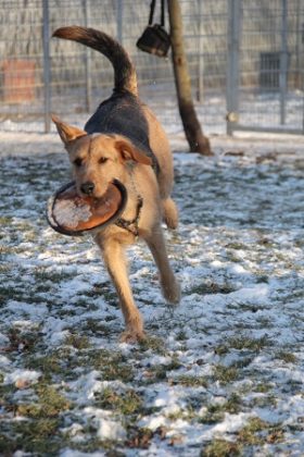 Tier der Woche 08/2017: Lucy. Foto: Tierheim Beuern