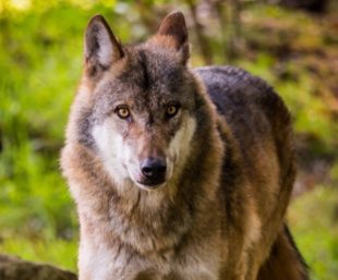 Europäischer Wolf. Beispielfoto: Michael Göhre