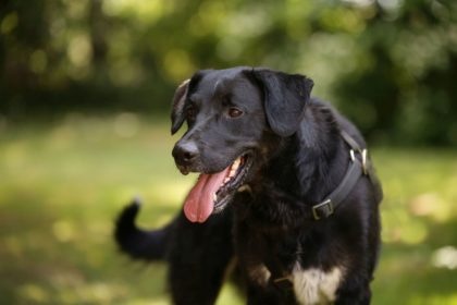 Tier der Woche 28/2017: Jack. Foto: Tierheim Beuern