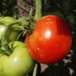 Erste reife Tomate aus dem Garten an der Totenkirche. Foto: Arbeit und Bildung e.V.