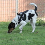 Tier der Woche 43/2017: Spike. Foto: Tierheim Beuern