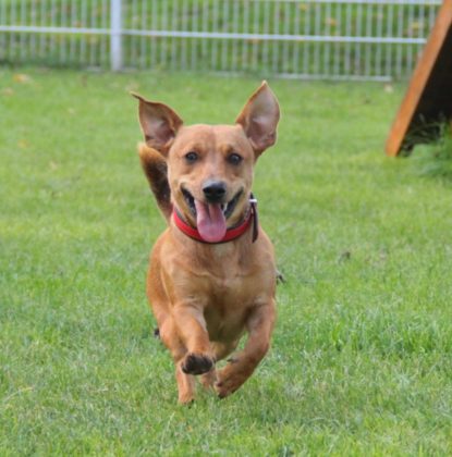 Tier der Woche 47/2017: Dino. Foto: Tierheim Beuern