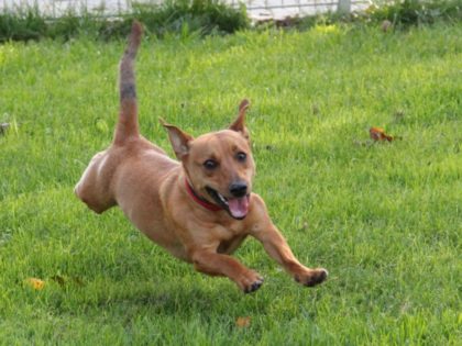 Tier der Woche 47/2017: Dino. Foto: Tierheim Beuern