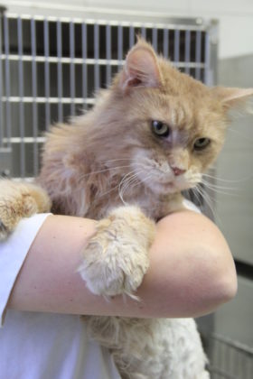 Maine-Coon-Kater Hutch. Foto: Tierheim Beuern