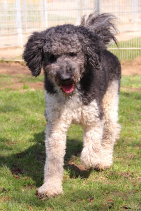 Der am Sportplatz in Ungedanken angeleint vorgefundene Hund. Foto: Tierheim Beuern