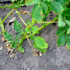 Die Kartoffelernte wird im Dürrejahr 2018 sehr schlecht ausfallen. Foto: Schmidtkunz