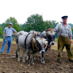 Das Herbstfest im Tierpark Sababurg wartet mit etlichen landwirtschaftlichen Vorführungen auf. Foto: Tierpark Sababurg