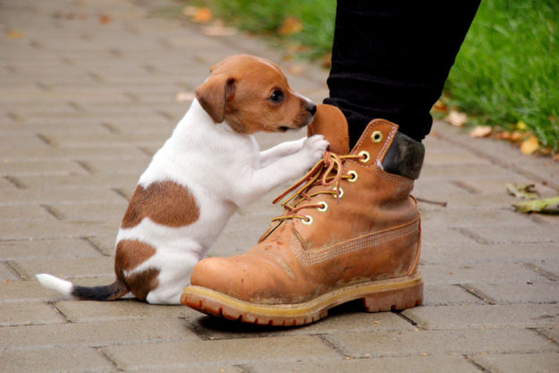 Kaum 1000 g und gerade mal so groß wie ein Schuh. Allein hätte Yannie keine Überlebenschance. Foto: nh