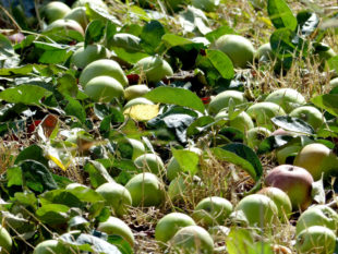Nach dem Bäumeschütteln lassen sich die süßen Früchte bequem einsammeln. Foto: Ehrenamtsbörse Mach-Mit e.V., Gudensberg