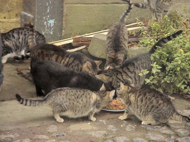 Ein Bild, das es bei einer Kastrationspflicht nicht gäbe: Auf einem Bauernhof frisst sich eine große Zahl streunender Katzen satt. Foto: nh