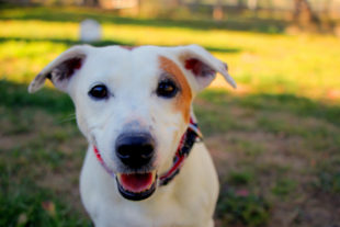 Die kleine Jack Russel-Hündin sucht jemanden, der ihr ganz exklusiv die volle Aufmerksamkeit schenkt. Foto: Tierheim Beuern